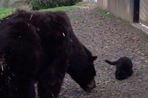 W kalifornii zoo będzie przyjaciółmi niedźwiedzie i kot